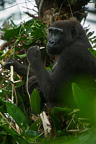 Western lowland gorilla (Gorilla gorilla gorilla) female feeding in tree with infant. Ngaga, Odzala-Kokoua National Park, Republic of Congo (Congo-Brazzaville), Africa. Critically Endangered species.
