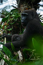 Western lowland gorilla (Gorilla gorilla gorilla) female and infant in tree. Ngaga, Odzala-Kokoua National Park, Republic of Congo (Congo-Brazzaville), Africa. Critically Endangered species.