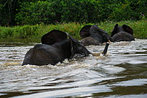African forest elephants (Loxodonta cyclotis) crossing Lekoli River, Republic of Congo (Congo-Brazzaville), Africa. Vulnerable species.