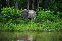 African forest elephant (Loxodonta cyclotis) at edge of water. Lekoli River, Republic of Congo (Congo-Brazzaville), Africa. Vulnerable species.