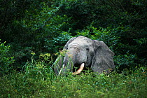 African forest elephant (Loxodonta cyclotis) feeding. Lekoli River, Republic of Congo (Congo-Brazzaville), Africa. Vulnerable species.