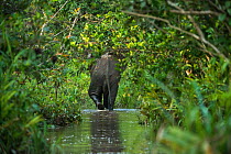 African forest elephant (Loxodonta cyclotis) Lekoli River, Republic of Congo (Congo-Brazzaville), Africa. Vulnerable species.