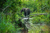African forest elephant (Loxodonta cyclotis) in water, Lekoli River, Republic of Congo (Congo-Brazzaville), Africa. Vulnerable species.