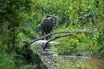 Rear view African forest elephant (Loxodonta cyclotis) in water, Lekoli River, Republic of Congo (Congo-Brazzaville), Africa. Vulnerable species.