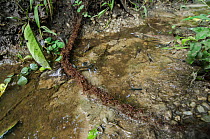 Ants (Dorylus sp) forming living bridge. Odzala-Kokoua National Park, Republic of Congo (Congo-Brazzaville), Africa.
