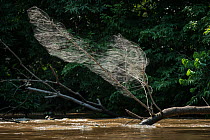 Communal spider web, Lekoli River, Odzala-Kokoua National Park, Republic of Congo (Congo-Brazzaville), Africa.