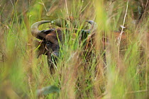 Forest buffalo (Syncerus caffer nanus) amongst vegetation. Lango Bai, Republic of Congo (Congo-Brazzaville), Africa.