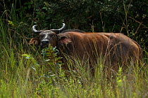 Forest buffalo (Syncerus caffer nanus) Lango Bai, Republic of Congo (Congo-Brazzaville), Africa.