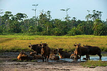 Forest buffaloes (Syncerus caffer nanus) wallowing. Lango Bai, Republic of Congo (Congo-Brazzaville), Africa.
