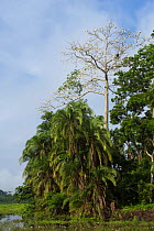 Trees on bank of Lekoli River, Republic of Congo (Congo-Brazzaville), Africa, June 2013.