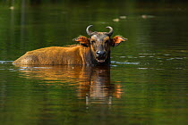 Forest buffalo (Syncerus caffer nanus) wallowing. Lango Bai, Republic of Congo (Congo-Brazzaville), Africa.