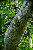 Guereza colobus monkey (Colobus guereza) in tree. Lango Bai, Republic of Congo (Congo-Brazzaville), Africa.