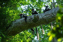 Guereza colobus monkeys (Colobus guereza) in tree, Lango Bai, Republic of Congo (Congo-Brazzaville), Africa.