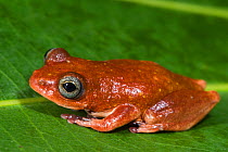 Tree frog (Hyperoliidae) Lango Bai, Republic of Congo (Congo-Brazzaville) Africa.