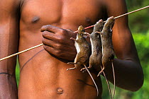 Skewered rats, shot using homemade crossbow. Mbomo, Odzala-Kokoua National Park, Republic of Congo (Congo-Brazzaville), Africa, June 2013.