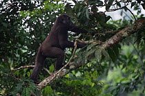 Western lowland gorilla (Gorilla gorilla gorilla) climbing fallen trunk. Ngaga, Odzala-Kokoua National Park, Republic of Congo (Congo-Brazzaville), Africa. Critically Endangered species.