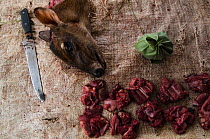 Butchered Peter's duiker (Cephalophus callipygus) killed for bushmeat. Mbomo market, Republic of Congo (Congo-Brazzaville), Africa, June 2013.