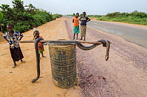 Local people with African rock python (Python sebae) at roadside, killed for bushmeat. Road from Brazzaville to Mbomo, Republic of Congo (Congo-Brazzaville), Africa, June 2013.