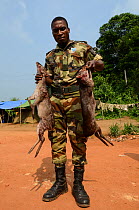 Guard with confiscated Western blue duiker (Philantomba monticola congicus) carcasses, killed for bushmeat. Yengo Eco Guard control point, Odzala-Kokoua National Park. Republic of Congo (Congo-Brazzav...