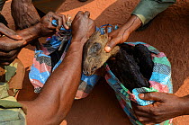 Guards with confiscated Western blue duiker (Philantomba monticola congicus) carcass, killed for bushmeat. Yengo Eco Guard control point, Odzala-Kokoua National Park. Republic of Congo (Congo-Brazzavi...