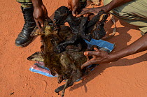 Guards with confiscated bushmeat including carcasses of duiker and monkey. Yengo Eco Guard control point, Odzala-Kokoua National Park. Republic of Congo (Congo-Brazzaville), Africa, June 2013.