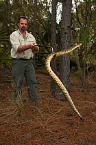 Chris Jenkins from the Orianne Society with Eastern diamondback rattlesnake (Crotalus adamanteus) Little St Simon's Island, Barrier Islands, Georgia, USA, March 2014.