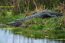 American alligator (Alligator mississippiensis) with young, Little St Simon's Island, Barrier Islands, Georgia, USA, March.