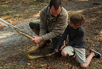 Young boy looking at Eastern diamondback rattlesnake (Crotalus adamanteus) held by Chris Jenkins in snake restraining tube, Little St Simon's Island, Barrier Islands, Georgia, USA, March 2014.