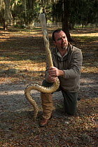 Chris Jenkins holding / handling Eastern diamondback rattlesnake (Crotalus adamanteus) in snake restraining tube, Little St Simon's Island, Barrier Islands, Georgia, USA, March 2014.