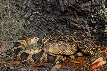 Louisiana pine snake (Pituophis ruthveni) Orianne Indigo Snake Preserve, Telfair County, Georgia, USA, March. Captive, occurs in USA, Endangered species.