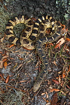 Louisiana pine snake (Pituophis ruthveni) Orianne Indigo Snake Preserve, Telfair County, Georgia, USA, March. Captive, occurs in USA, Endangered species.