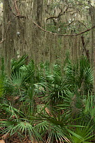 Saw palmetto (Serenoa repens) Coastal forest, Little St Simon's Island, Barrier Islands, Georgia, USA, March.