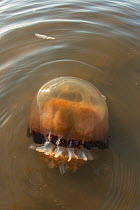 Cannonball jellyfish (Stomolophus meleagris) stranded on beach. Little St Simon's Island, Barrier Islands, Georgia, USA, March.