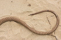 Coachwhip (Masticophis flagellum) tail. Little St Simon's Island, Barrier Islands, Georgia, USA, March.