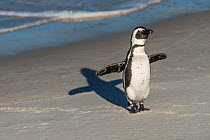 African penguin (Spheniscus demersus) returning to colony. Near Simons Town in False Bay, between Fish Hoek and Cape Point, Western Cape, South Africa. Endangered species.