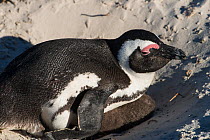 African penguin (Spheniscus demersus) on nest with chick. Near Simon's Town in False Bay, between Fish Hoek and Cape Point, Western Cape, South Africa. Endangered species.