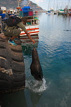 Cape fur seal (Arctocephalus pusillus) leaping out of water to take fish from fisherman. Hout Bay harbor, Western Cape, South Africa.
