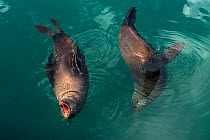 Cape fur seals (Arctocephalus pusillus) in water, Hout Bay harbor, Western Cape, South Africa.