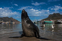 Cape fur seal - Cape fur seal (Arctocephalus pusillus) in harbour. Hout Bay harbor, Western Cape, South Africa.