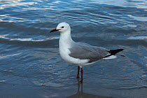 Hartlaub's gull / King gull, (Chroicocephalus hartlaubii) Hout Bay harbor, Western Cape, South Africa.