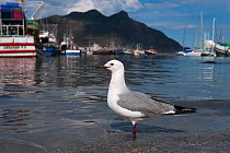 Hartlaub's gull / King gull, (Chroicocephalus hartlaubii) in harbour. Hout Bay harbor, Western Cape, South Africa.