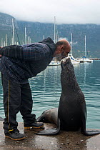 Cape fur seal (Arctocephalus pusillus) taking fish from the mouth of a fisherman. Hout Bay harbor, Western Cape, South Africa.