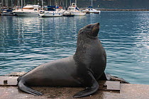 Cape fur seal (Arctocephalus pusillus) in harbour. Hout Bay harbor, Western Cape, South Africa.