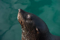 Cape fur seal (Arctocephalus pusillus) portrait. Hout Bay harbor, Western Cape, South Africa.