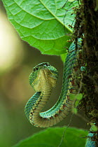 Eyelash viper (Bothriechis schlegelii) Ecuador. Captive, occurs in Central and South America.