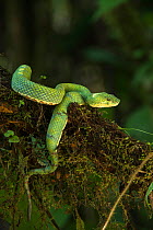 Eyelash viper (Bothriechis schlegelii) Ecuador. Captive, occurs in Central and South America.