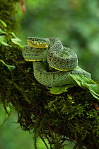 Two-striped forest pitviper (Bothriopsis bilineata smaragdina) Amazon, Ecuador. Captive, occurs in the Amazon.