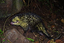 Rothschild's tree porcupine (Coendou cf. rothschildi) a rarely seen arboreal porcupine with prehensile tail. Mindo Cloud Forest, Western slopes, Andes, Ecuador.