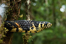 Tropical chicken snake (Spilotes pullatus) Amazon, Ecuador. Captive, occurs in Central and South America.