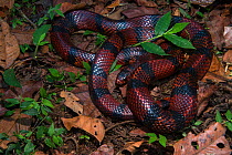 False coral snake (Lampropeltis sp) Ecuador, Captive.